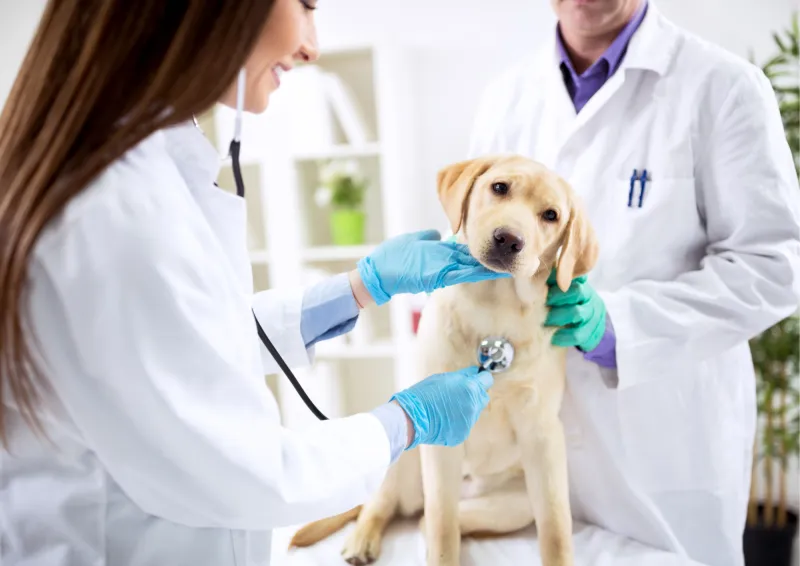 AVIS AUX VÉTÉRINAIRES EN RÉGION PACA !